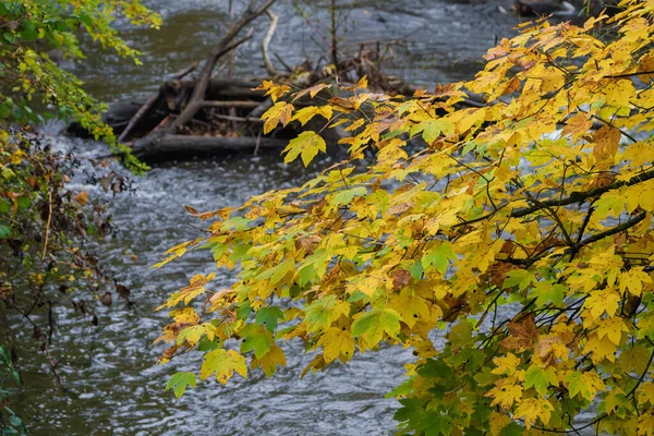 Akan nehrin üzerinde sarkan sarı akçaağaç dalı, dalgalar ve sürüklenen dallar dokulu ön planlar, serin sonbahar suyu, yosunlu kütük ve dingin banka mevsimsel hikaye anlatımı için karamsar bir manzara yaratır.
