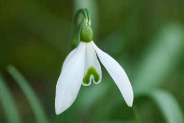 Kırılgan taç yapraklarını ön plana çıkaran kardamlasına yakın çekim. Çiçek açan kardamlası çan biçimli çiçeklerin üzerindeki çiğ tanelerini yakalıyor. İlkbahar atmosferinde narin taç yaprakları ve su damlacıklarını gösteren ayrıntılı kar damlası görüntüsü