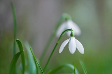 Yumuşak kar damlası ve sessiz bahar arkaplanı. Kırılgan kar damlasına yakın, ince yeşil bir çevresi var. İlkbaharın başlarında, narin yaprakları sarkmış ve solmuş tonlarıyla, ince kar damlası çiçekleri yakalıyor.