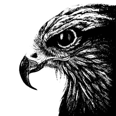 Beyaz arka planda izole edilmiş siyah mürekkebin güzel gururlu kartal taklidinin vektör el yazısıyla çizimi. Dövme, illüstrasyon, tişört baskısı, kartpostal, reklam olarak kullanılabilir..