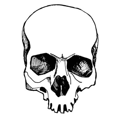Bir insan kafatasının vektör çizimi. Taklit siyah mürekkep beyaz arkaplanda izole edilmiş. Dövme, illüstrasyon, tişört baskısı, Cadılar Bayramı için kartpostal olarak kullanılabilir.