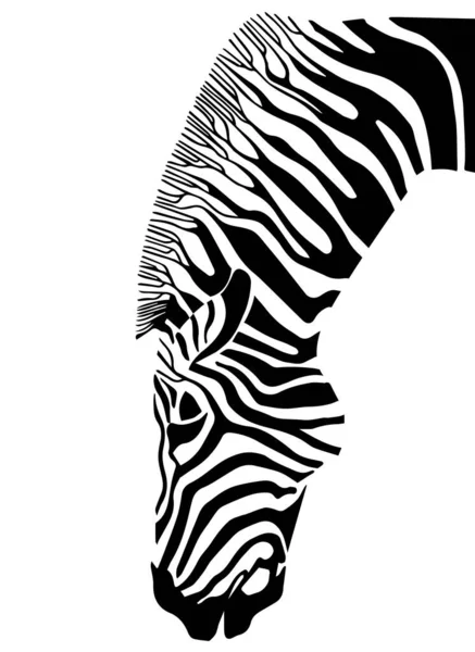 Beyaz Arka Planda Izole Edilmiş Siyah Beyaz Zebra Başı Çizimi — Stok Vektör