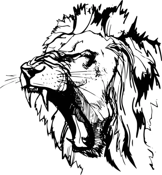 Desenho Preto Branco Realista Vetorial Uma Cabeça Leão Rugindo Isolada —  Vetores de Stock