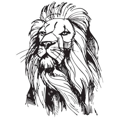 Beyaz arka planda izole edilmiş görkemli aslan başının vektör gerçekçi el çizimi. Siyah mürekkeple çizilmiş bir resim. Dövmeler, posterler, hayvanat bahçeleri, safariler, doğa koruma alanları, tişört baskısı için kullanışlı.