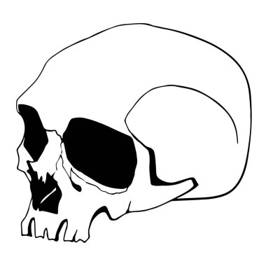 Beyaz arka planda izole edilmiş bir insan kafatasının vektör çizgisi çizimi. Cadılar Bayramı ürün tasarımı, kartpostallar, baskı, dövme, poster, web ögesi ve grafik tasarımı için kullanışlı.