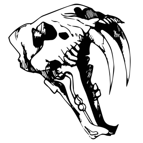 Dessin Ligne Réaliste Vectoriel Main Levée Tigre Dents Sabre Crâne — Image vectorielle