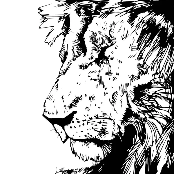 Dessin Vectoriel Réaliste Main Majestueuse Tête Lion Isolée Sur Fond — Image vectorielle