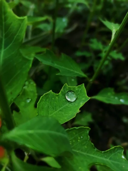 Gota Chuva Uma Folha — Fotografia de Stock