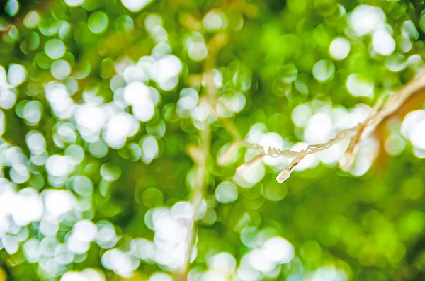 tasarımınız için güzellik doğal arka planlar 