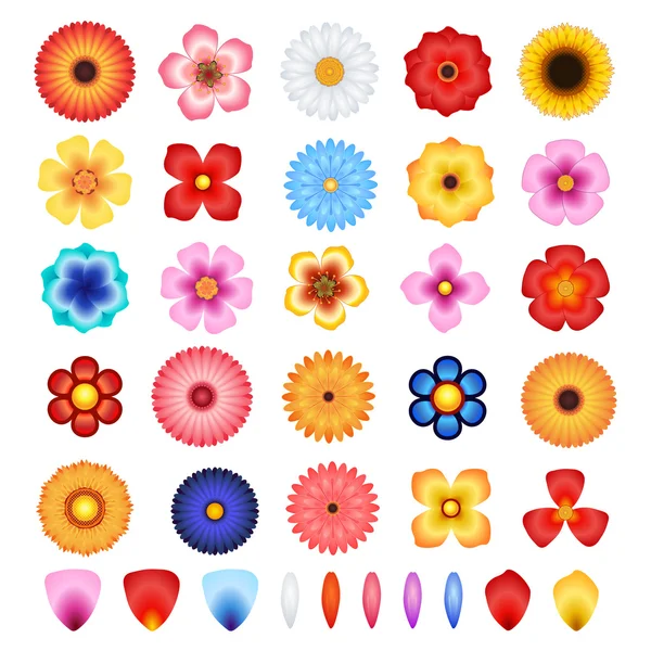 Flowers and Petals Vector Set — Stock Vector