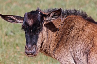 Ngorongoro Krateri 'nin Afrika antilopları.