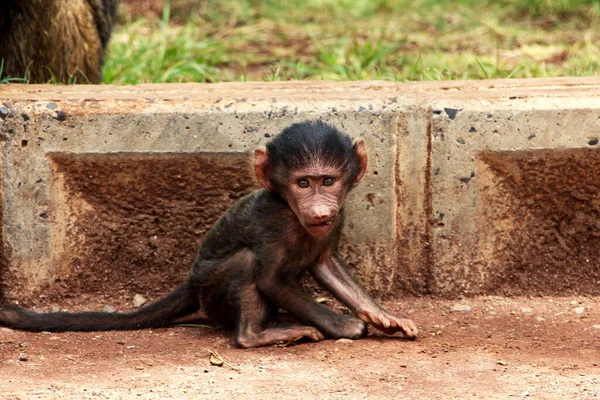 Bebek babun Ngorongoro Krateri 'nin girişinde.