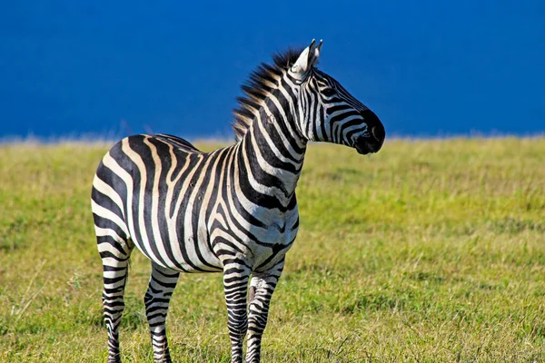 Afrika Otlaklarında Görkemli Zebra