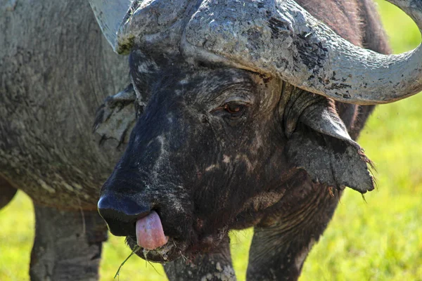Ngorongoro Krateri 'nde Buffalo Burnu