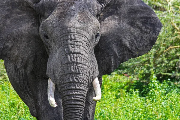 Ngorongoro Kraterindeki Afrika Fili