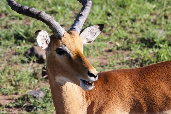 Serengeti Milli Parkı 'nın Ovalarını Arayan Ceylan