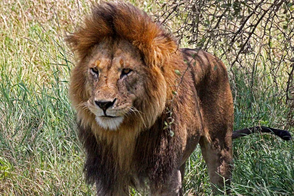 Aslan Öğleden Sonra Güneşinin Sıcaklığından Kaçıyor