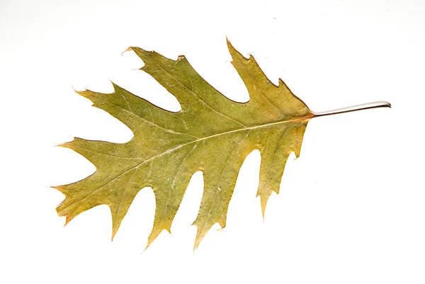 Dry autumn oak leaf on  over white — Stock Photo, Image