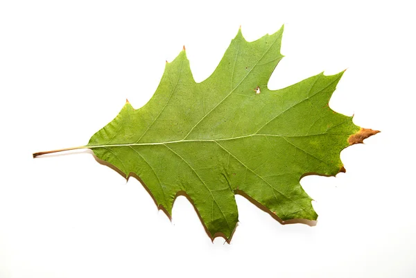 Dry autumn oak leaf on  over white — Stock Photo, Image