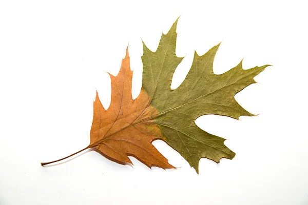 Hoja seca de roble de otoño sobre blanco —  Fotos de Stock