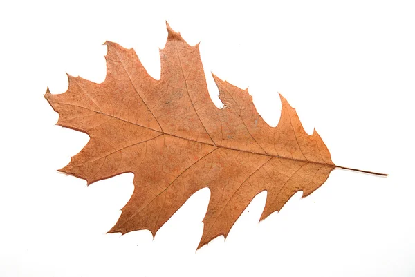 Suchy Dąb jesienny liść na nad białym — Zdjęcie stockowe