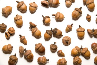 Birçok beyaz üzerinde meşe palamudu şapkalar ile kahverengi