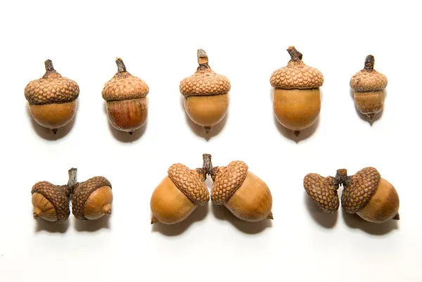Många bruna ekollon med hattar på över vita — Stockfoto