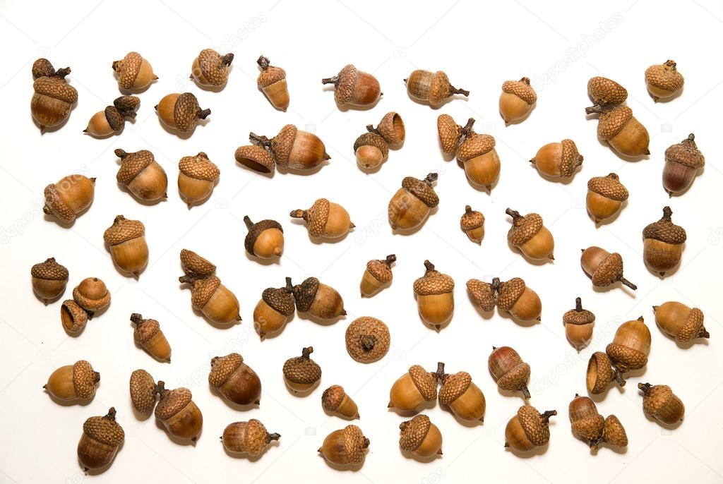 Many  brown acorns  with hats on over white