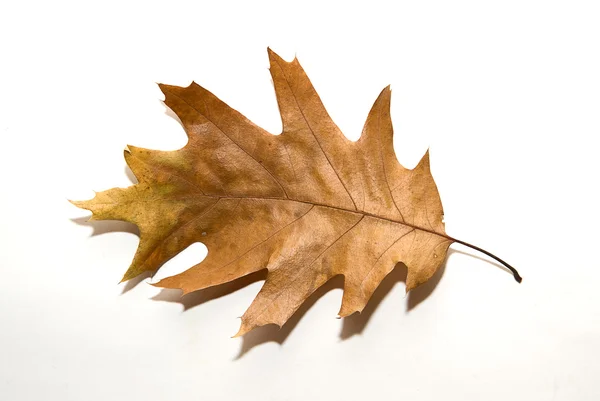 Foglia secca di quercia autunnale su bianco — Foto Stock