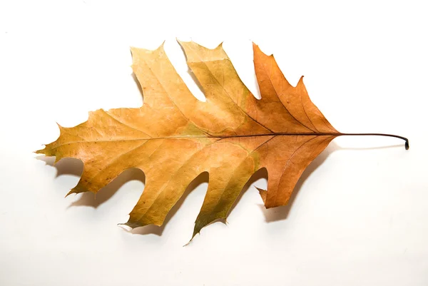 Feuille de chêne d'automne sèche sur blanc — Photo