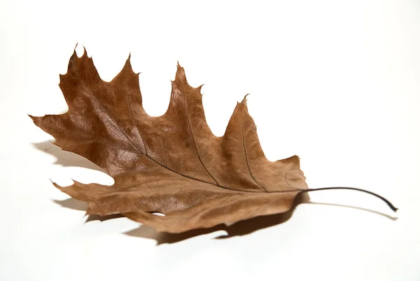 Hoja seca de roble de otoño sobre blanco — Foto de Stock