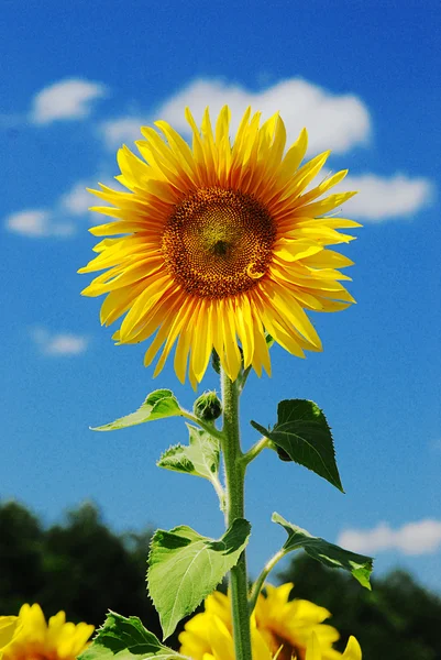 青空とヒマワリの花 — ストック写真