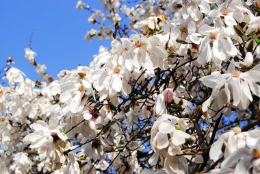 Güneşli bir bahar birçok Manolya çiçek çiçek