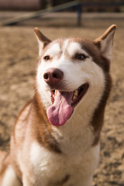 Husky köpek köpek eğitimi için bir site oturur