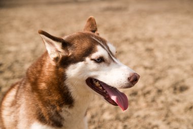 Husky köpek köpek eğitimi için bir site oturur