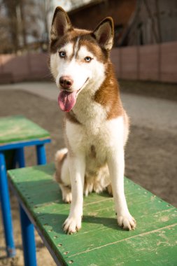 Husky köpek köpek eğitimi için bir site oturur