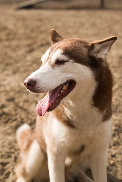 Husky Dog si siede su un sito per l'addestramento dei cani — Foto Stock