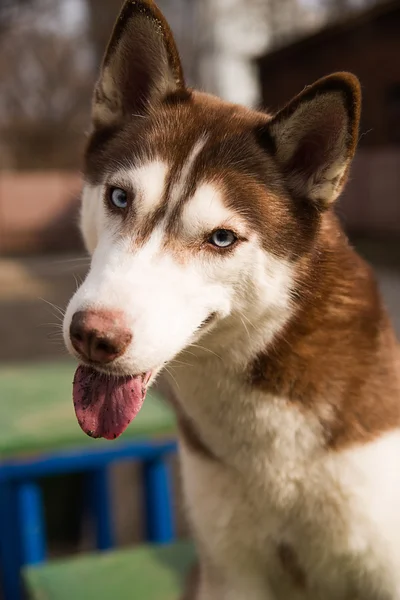 Husky Dog sits on a site for dog training — Stock Photo, Image