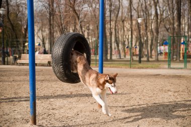 Husky Dog jumps over a hurdle at the training ground clipart