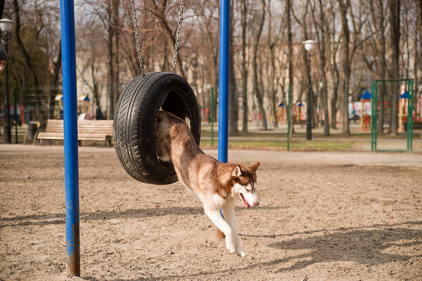 Husky Dog jumps over a hurdle at the training ground