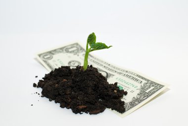 Green sprout grown from a pile of soil on the banknote clipart
