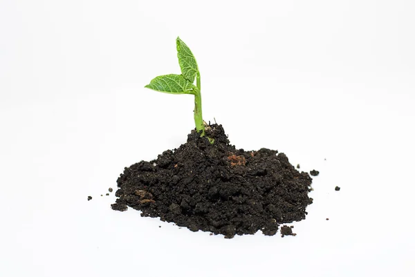Green sprout grown from the soil heap — Stock Photo, Image