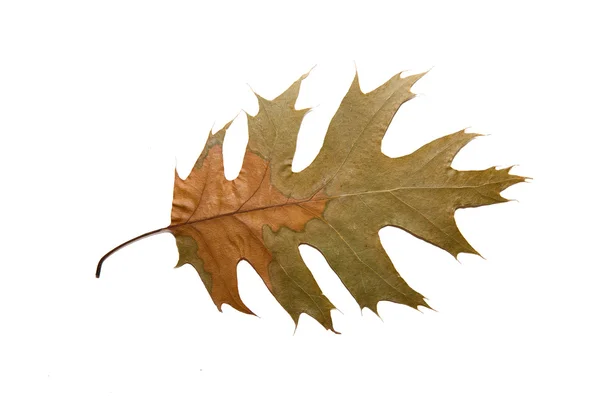 Torka hösten oak leaf på över vita — Stockfoto