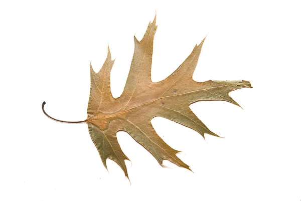 Hoja seca de roble de otoño sobre blanco — Foto de Stock