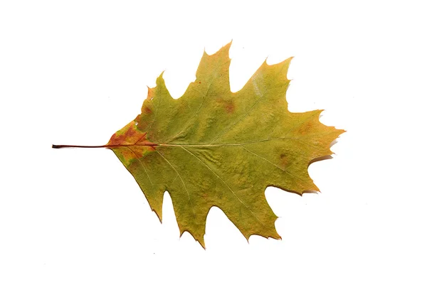 Dry autumn oak leaf on  over white — Stock Photo, Image