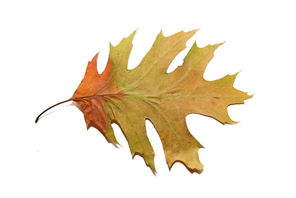Hoja seca de roble de otoño sobre blanco — Foto de Stock