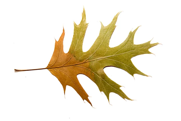 Hoja seca de roble de otoño sobre blanco — Foto de Stock