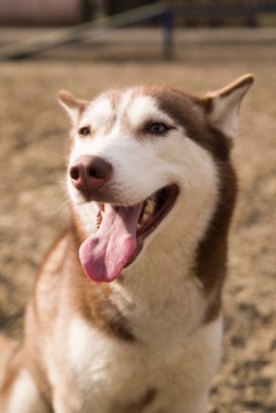Husky köpek köpek eğitimi için bir site oturur