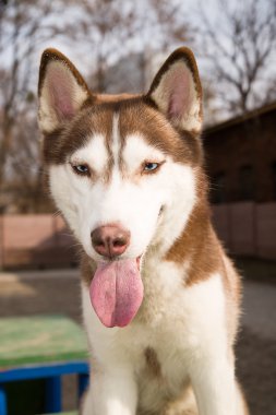 Husky köpek köpek eğitimi için bir site oturur