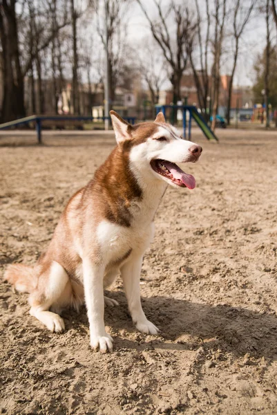 Husky Dog si siede su un sito per l'addestramento dei cani — Foto Stock